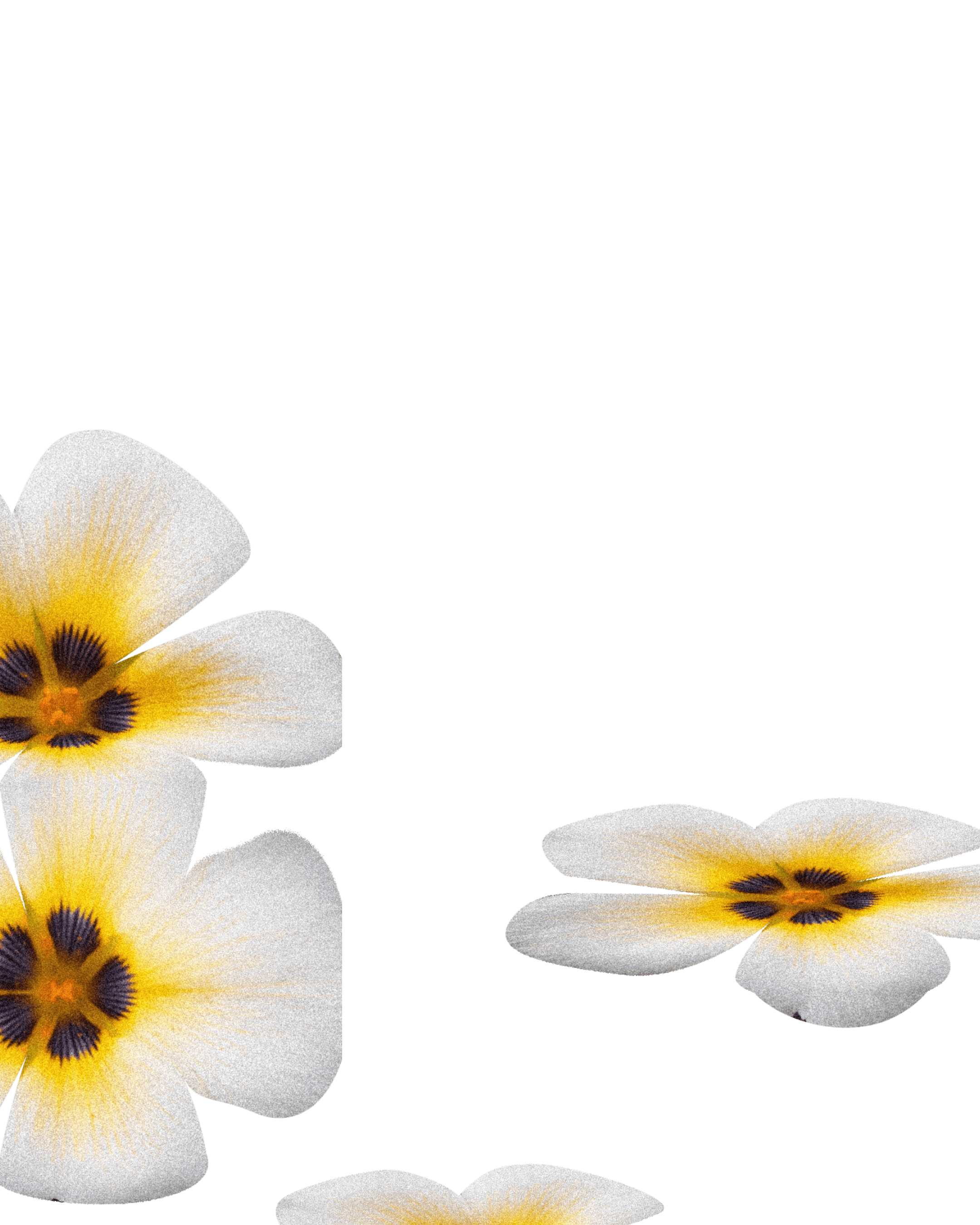 Pi P Artistslides blomst03 011